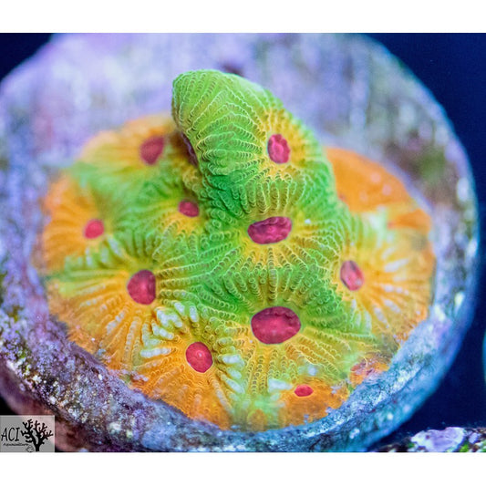 ACI Fascination Favia/Favities