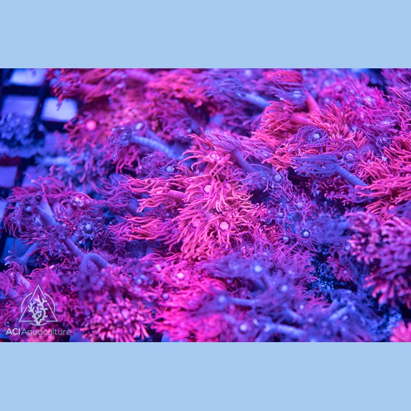 ACI Pink Goniopora