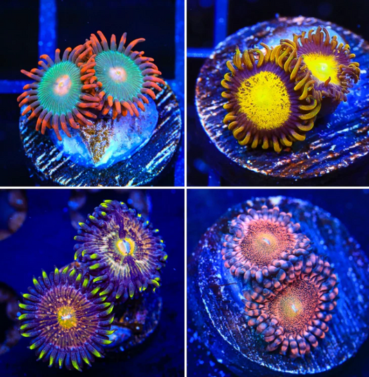 Zoanthid 4-Pack