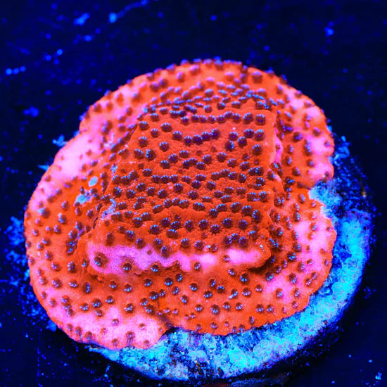 TSA Mystic Sunset Montipora