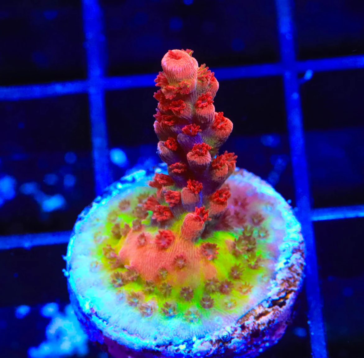 CB Maleficent Acropora Coral