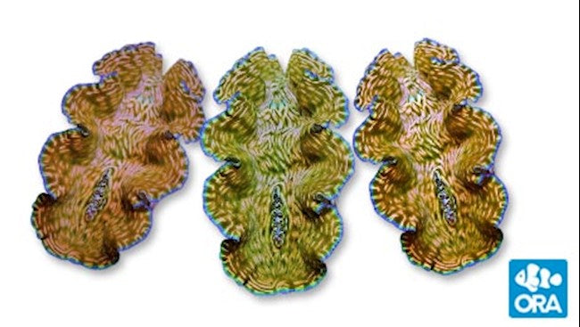 ORA DERASA CLAM (TRIDACNA DERASA)