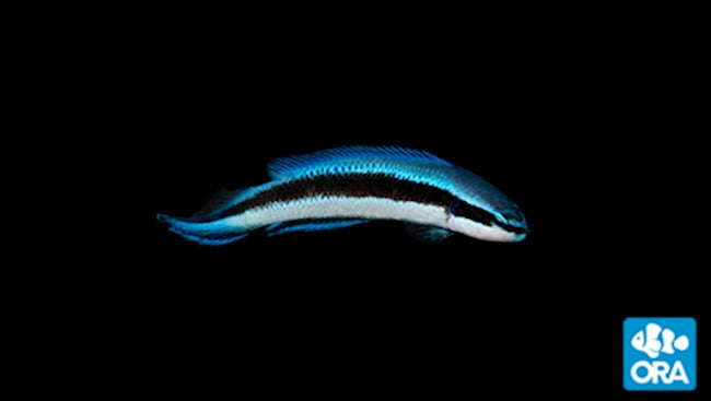 ORA ELECTRIC INDIGO DOTTYBACK (PSEUDOCHROMIS FRIDMANI X SANKEYI)