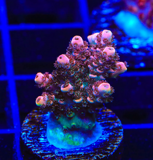 TSA Fruity Pebbles Acropora Coral