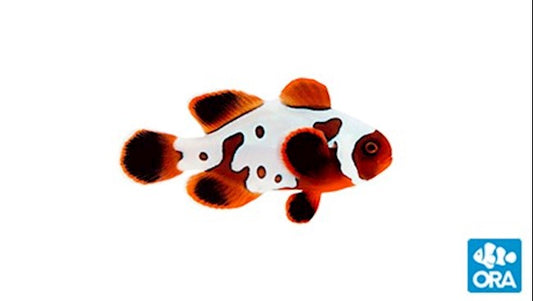 ORA GOLDXLIGHTNING MAROON (AMPHIPRION BIACULEATUS)