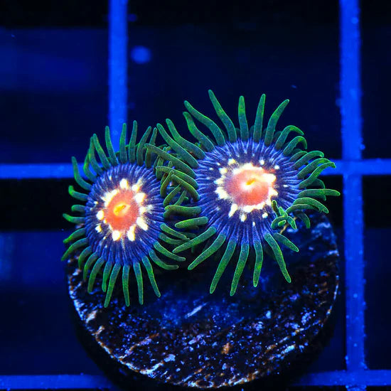 Daisy Cutter Zoanthid