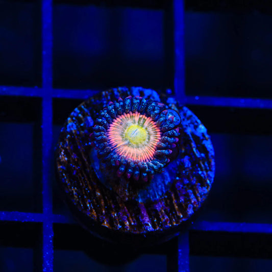 TSA Rainbow Spectrum Zoanthid Coral