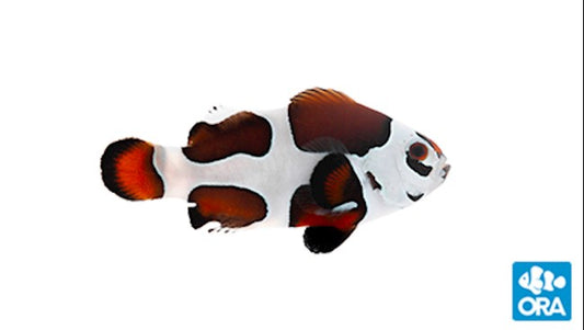 ORA MOCHA STORM OCELLARIS (AMPHIPRION OCELLARIS)