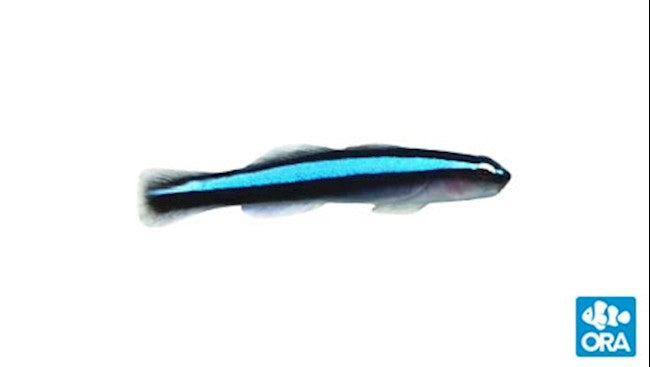 ORA NEON GOBY (ELACATINUS OCEANOPS)