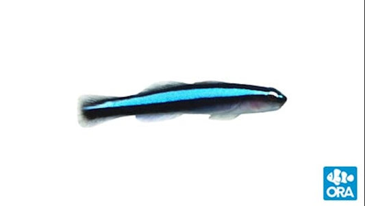 ORA NEON GOBY (ELACATINUS OCEANOPS)