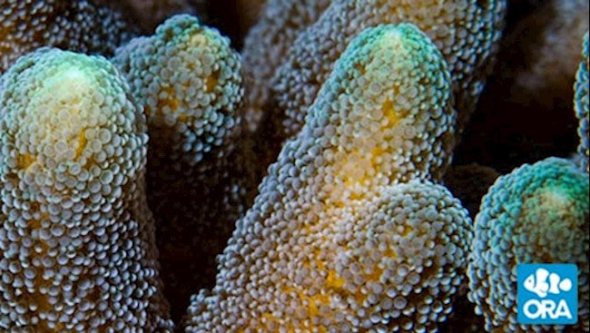 ORA GREEN TIP ORANGE BIRDSNEST (SERIATOPORA SP.)