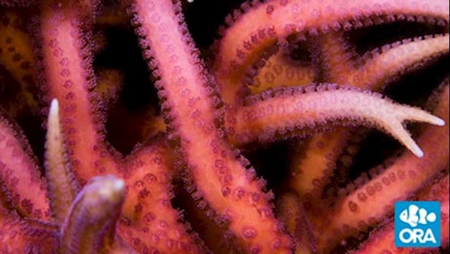 PINK BIRDSNEST (SERIATOPORA HYSTRIX)