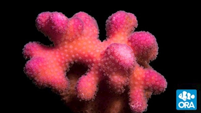 PINK STYLOPHORA