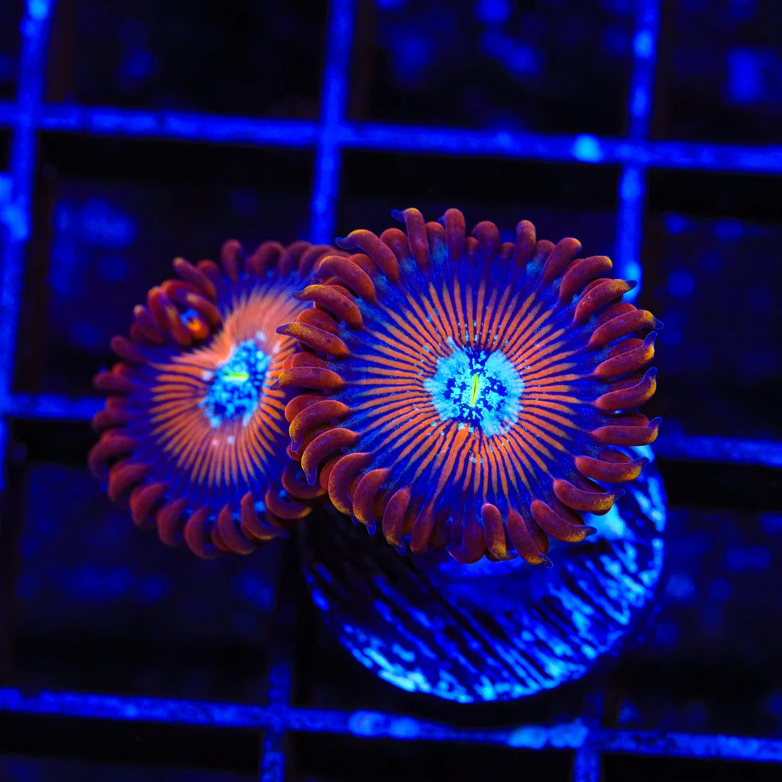 TSA Wizard Zoanthid