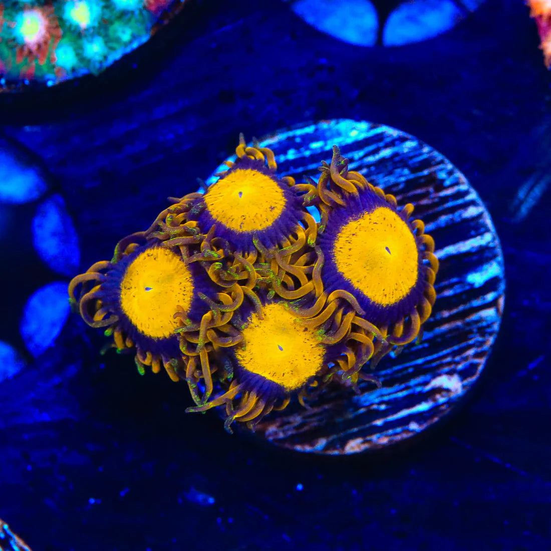 King Midas Zoanthid