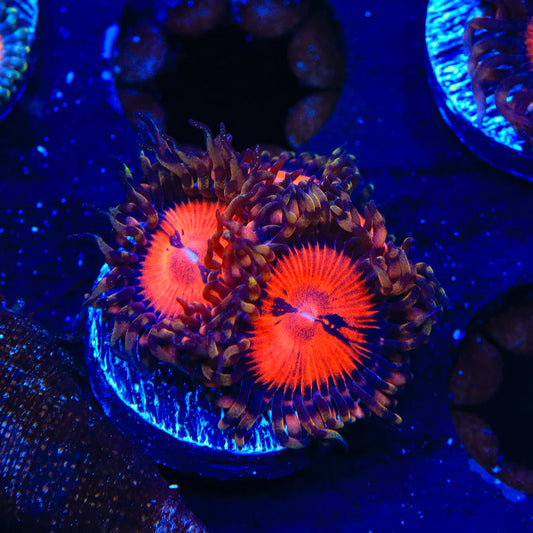 Blood Sucker Zoanthid