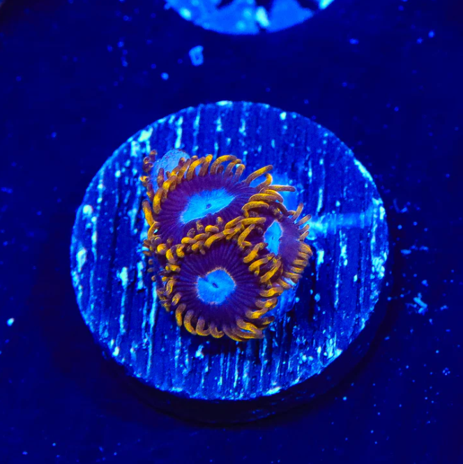 TSA Blue Eye Hornet Zoanthids