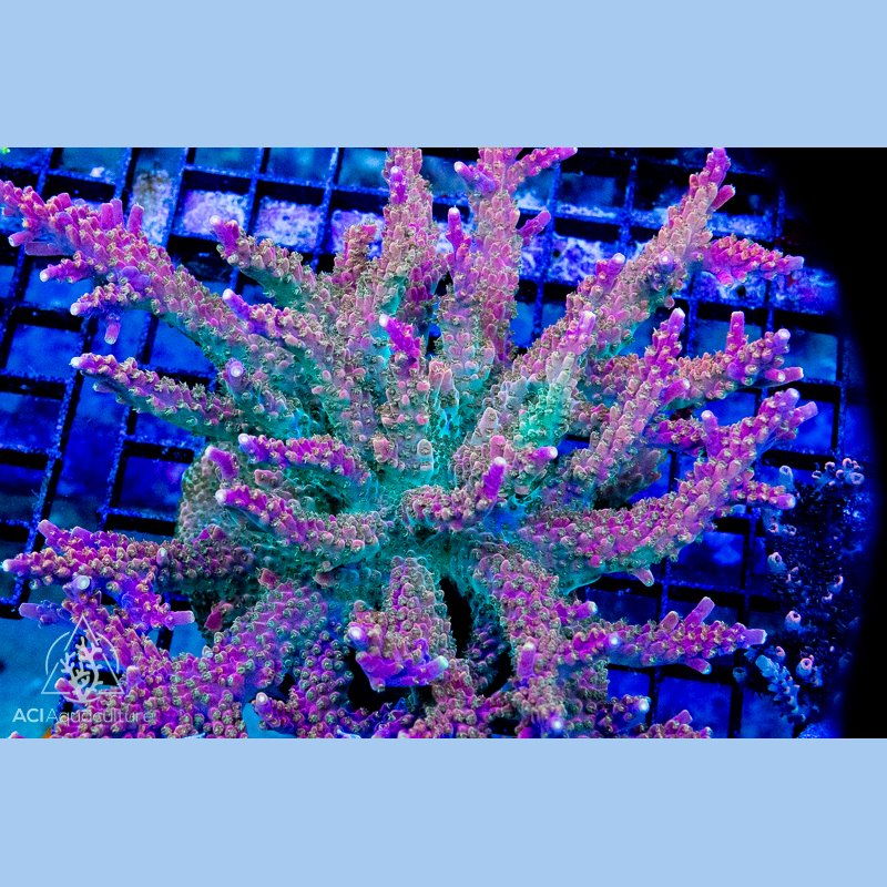 ACI Bubble Bath Unicorn Acropora