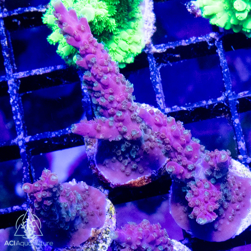 ACI Bubble Bath Unicorn Acropora