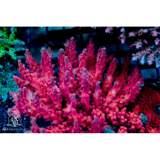 ACI Cherry Blossom Acropora rosaria