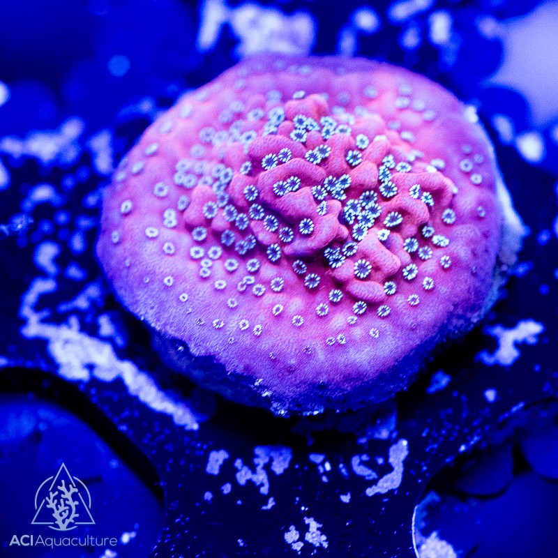 ACI Dragon Fruit Montipora