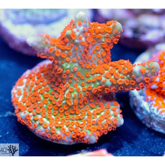 ACI Forest Fire Digi Montipora