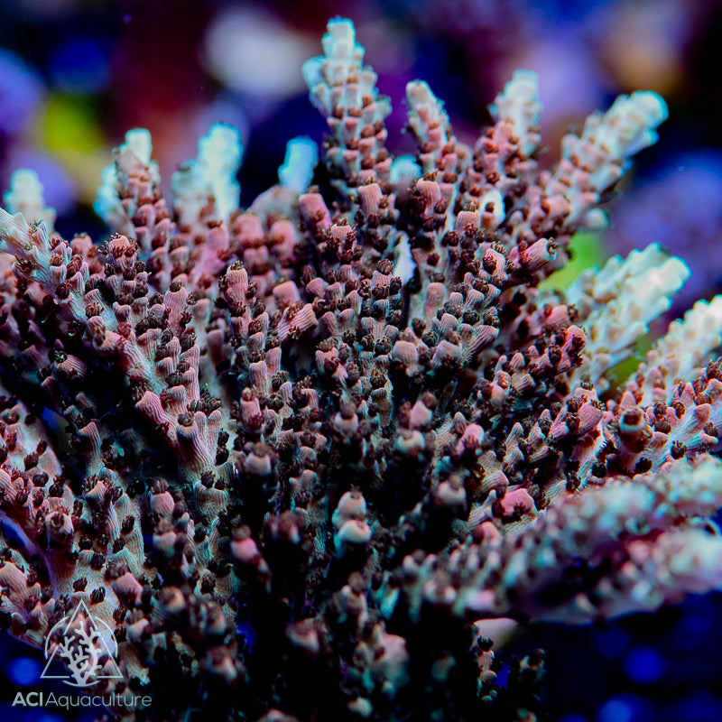 ACI Martian Man Hunter Acropora