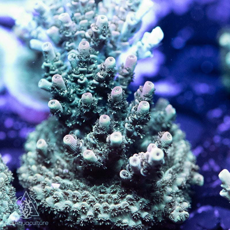 ACI Martian Man Hunter Acropora