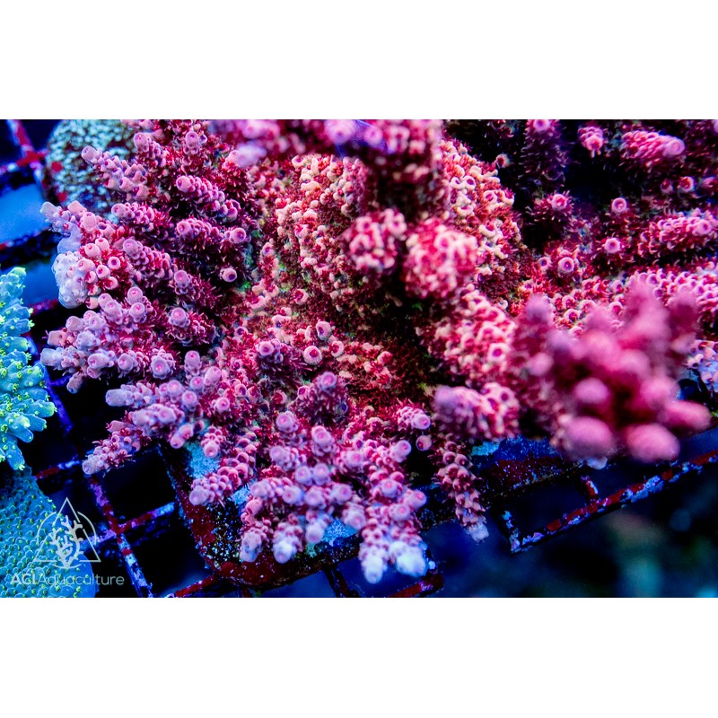 ACI Martian Sunrise Acropora