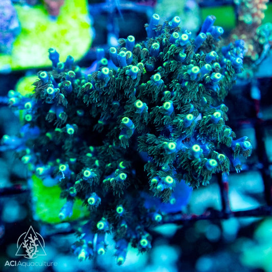 ACI Mick Shagger Acropora