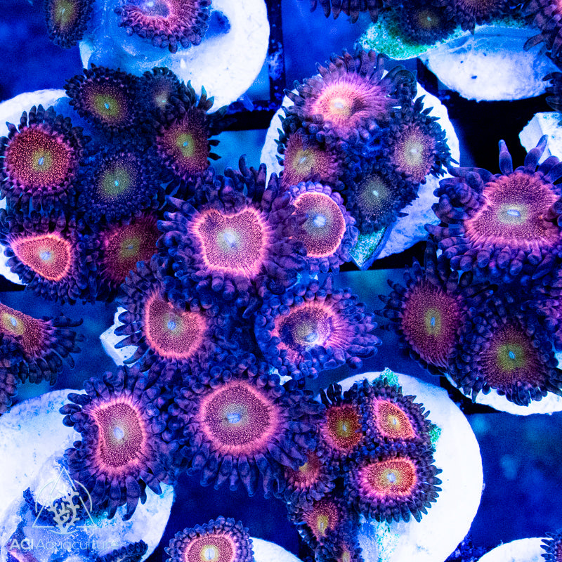 ACI Mohawks Zoanthid - Multi-polyp