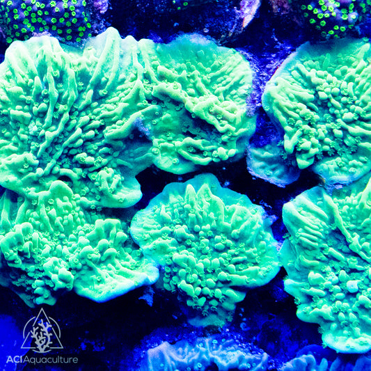 ACI Neon Green Cap (Montipora capricornis)