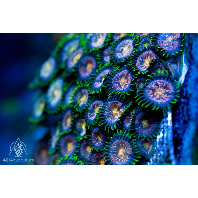 ACI Nirvana Zoanthid - Multi-Polyp 5+