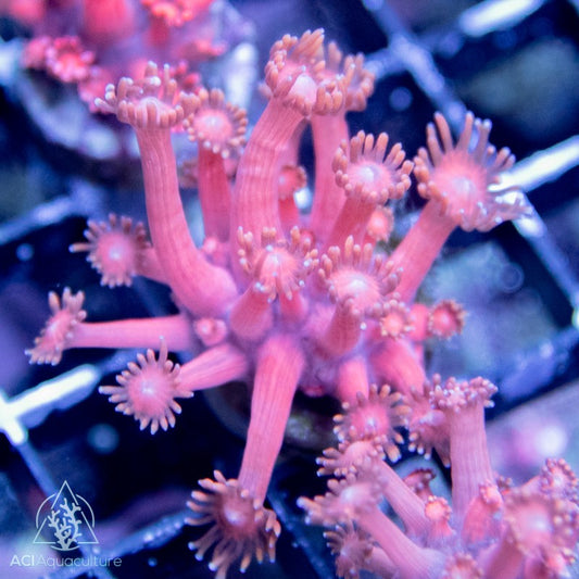 ACI Pink Goniopora