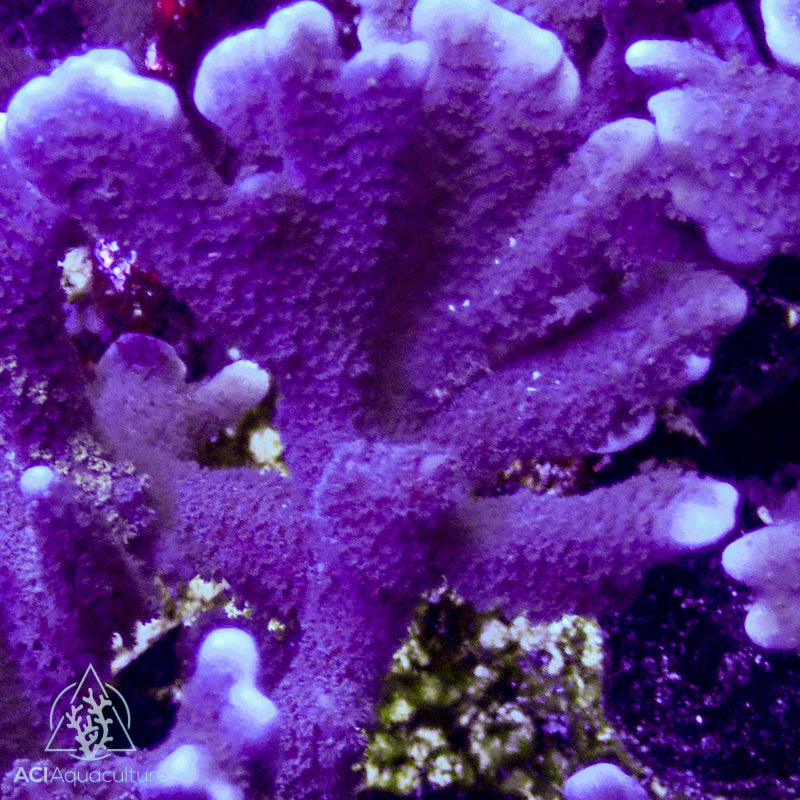 ACI Purple Montipora digitata