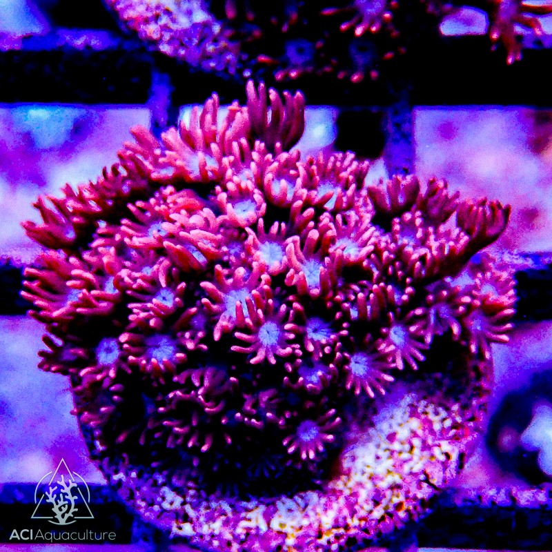 ACI Raspberry Delight Alveopora