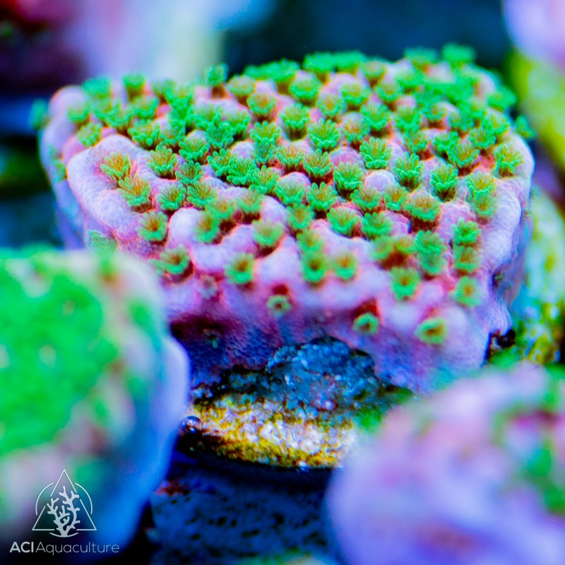 ACI Tropic Thunder Montipora