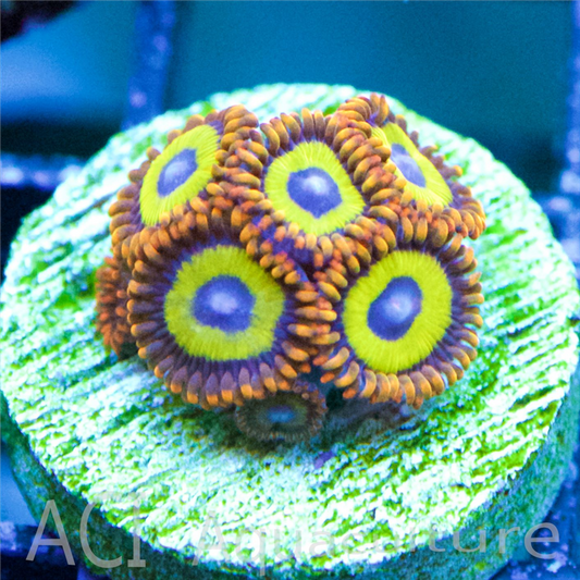 ACI Zoanthid Fruit Loops - Multi-polyp