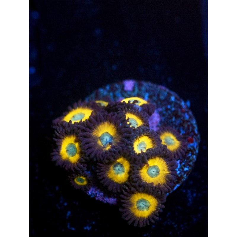 ACI Zombie Banana Zoanthid - Multi polyp