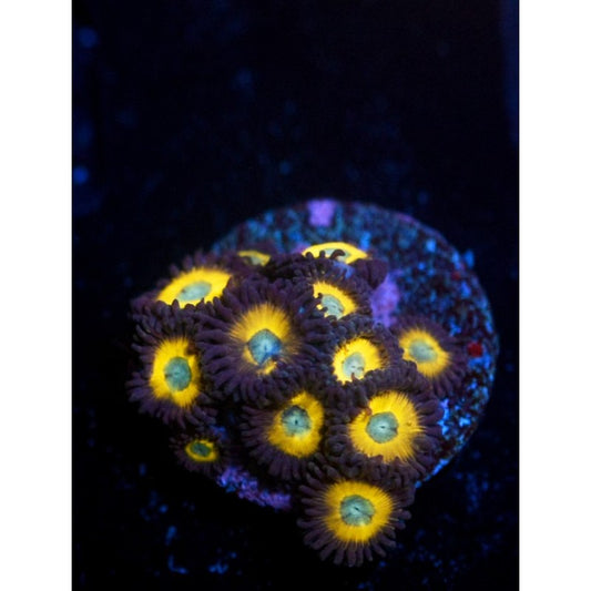 ACI Zombie Banana Zoanthid - Multi polyp