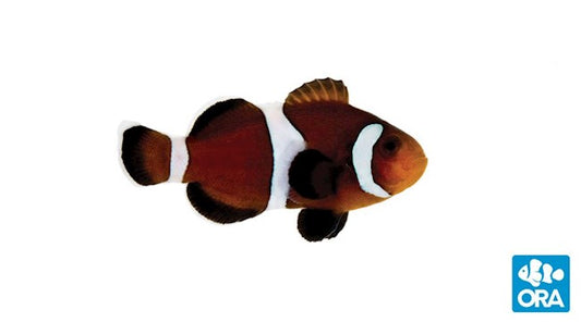 ORA CARAMEL OCELLARIS (AMPHIPRION OCELLARIS)