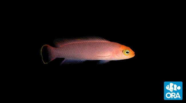 ORA ELONGATE DOTTYBACK (PSEUDOCHROMIS ELONGATUS)