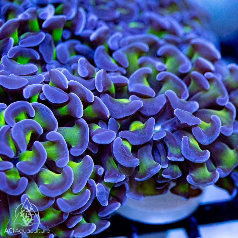 Branching Hammer Coral - Purple Tip Green stem Hammer