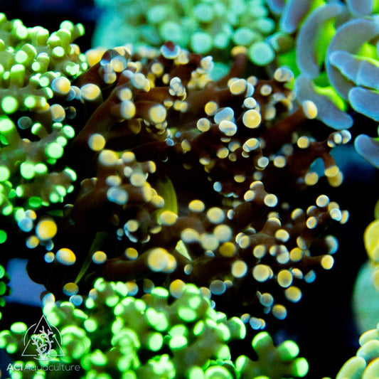 Orange Branching Frogspawn