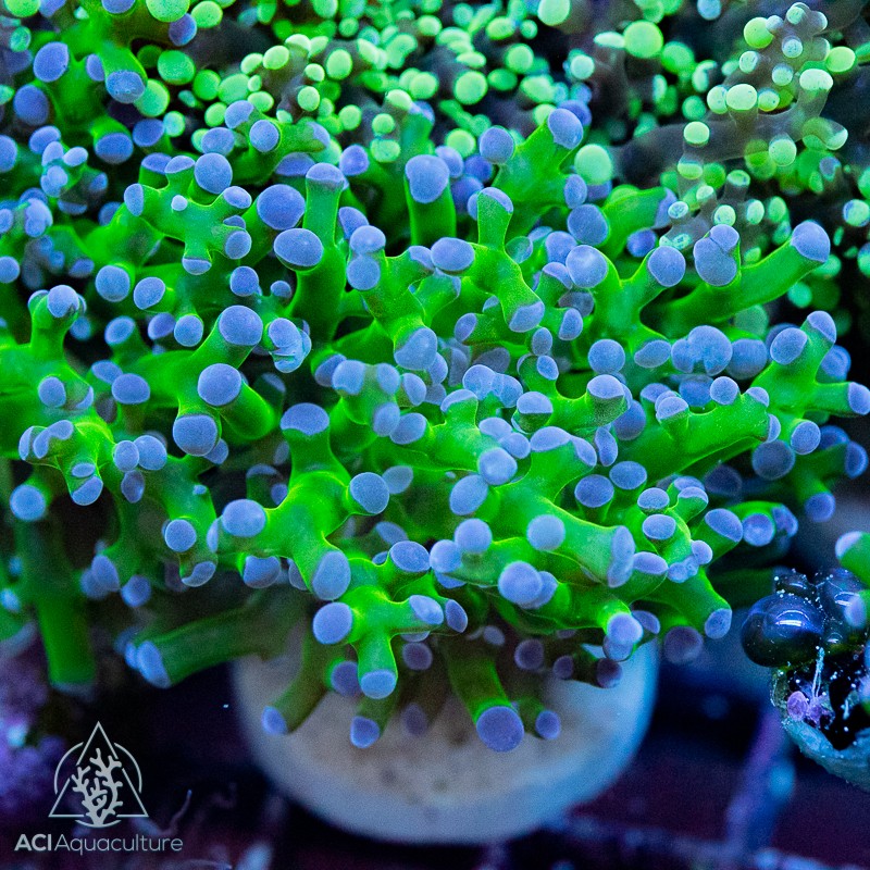 Purple Tip Frogspawn