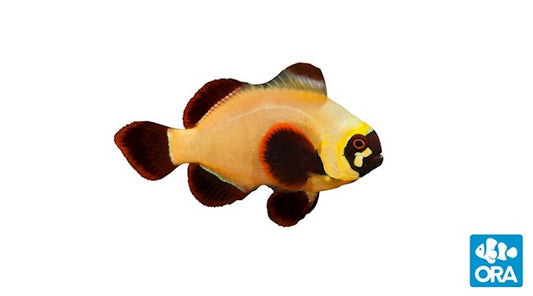 ORA GOLD NUGGET MAROON (AMPHIPRION BIACULEATUS)