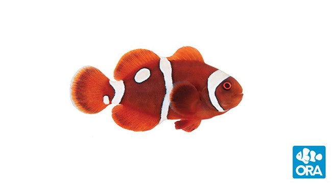 ORA GOLD DOT MAROON (AMPHIPRION BIACULEATUS)