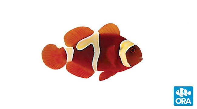 ORA GOLDFLAKE MAROON (AMPHIPRION BIACULEATUS)