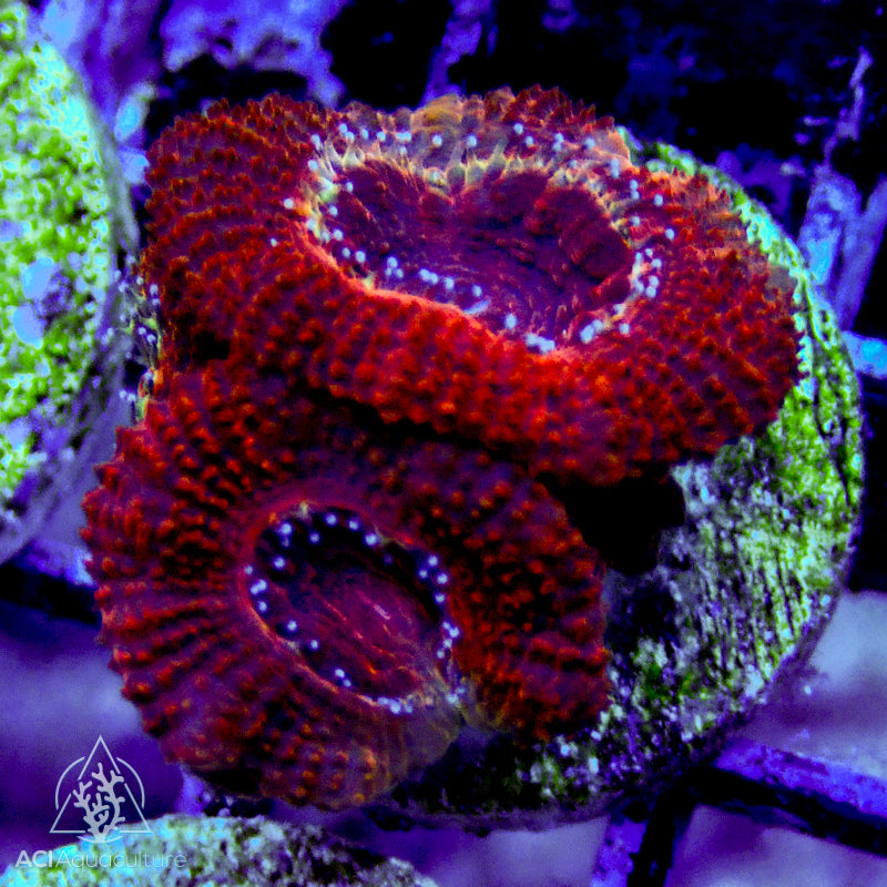 Ultra Acan Lordhowensis frags