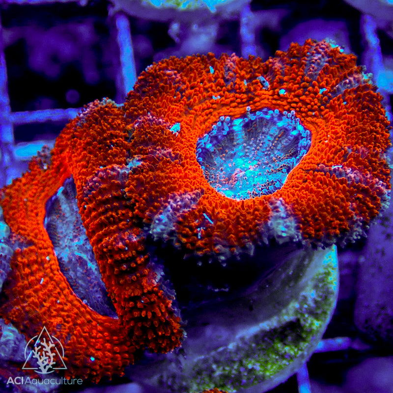 Ultra Acan Lordhowensis frags